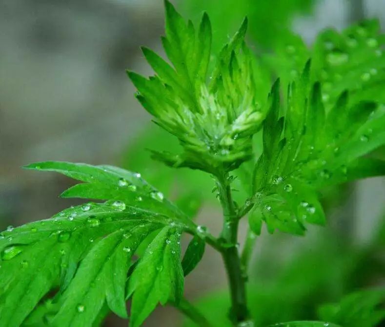 艾草的功效与作用_艾草的用途