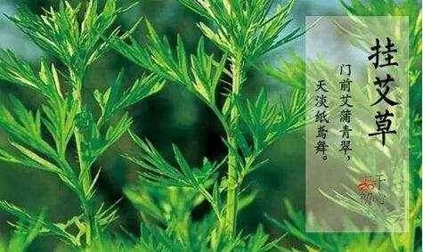 艾草图片大全