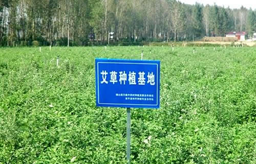 南阳艾草种植24万亩,3万多贫困群众因"艾"脱贫!