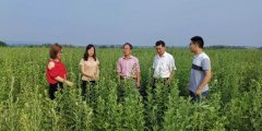 滁州市农技推广中心到明光指导艾草生产
