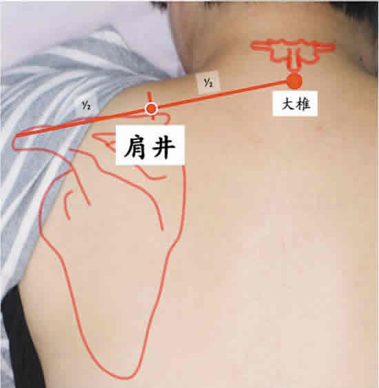 肩井穴_艾灸肩井穴_肩井穴位位置图