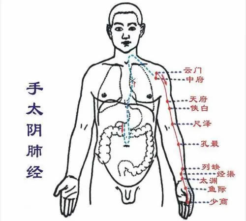 手太阴肺经循行路线