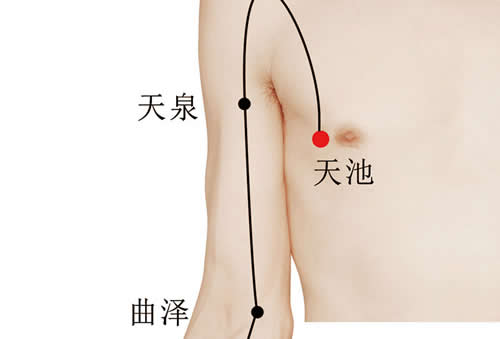 天池穴准确穴位图和功效作用