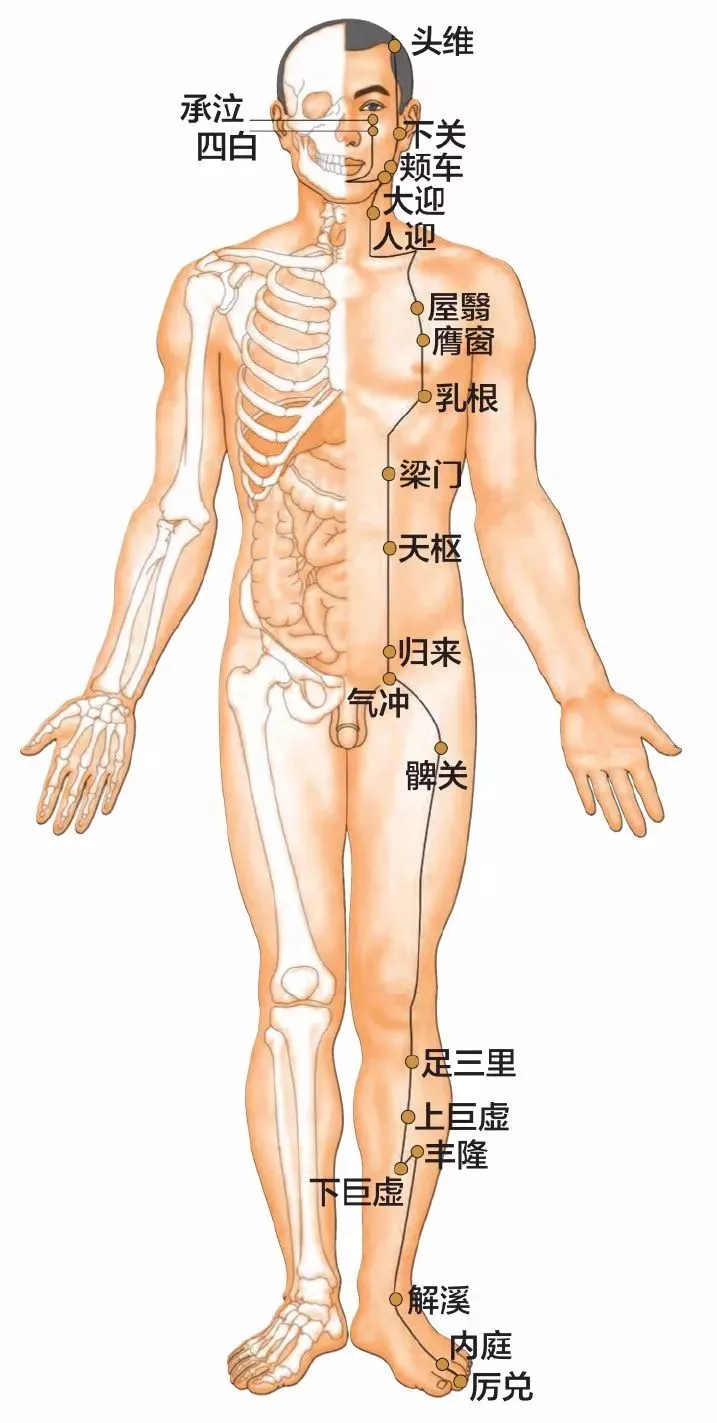 胃经穴位图