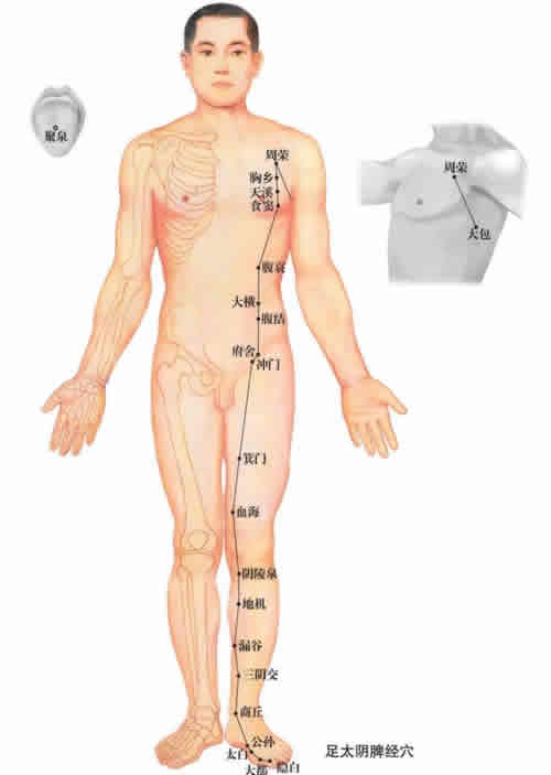 足太阴脾经