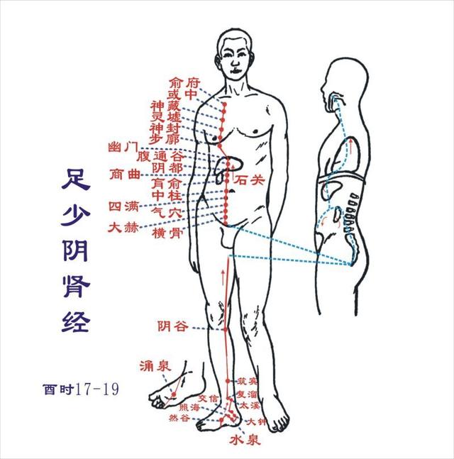 足少阴肾经循行图