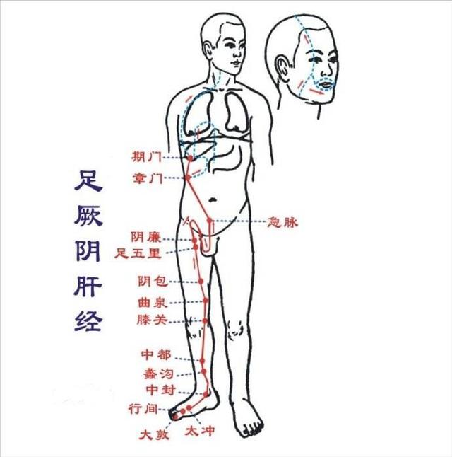 足厥阴肝经