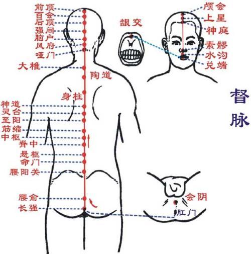 督脉的作用