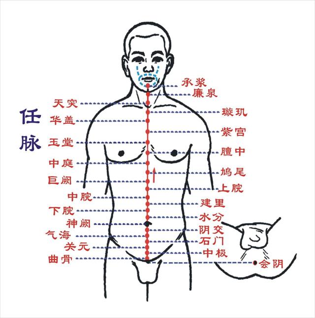 任脉穴位