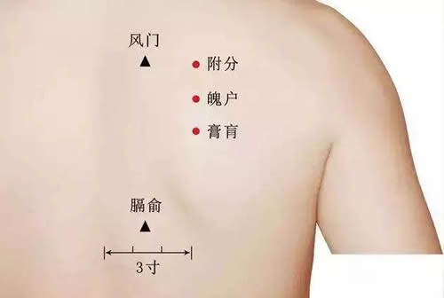 <b>附分穴的准确穴位图及作用</b>