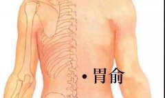 <b>胃俞穴位位置图及功效作用</b>