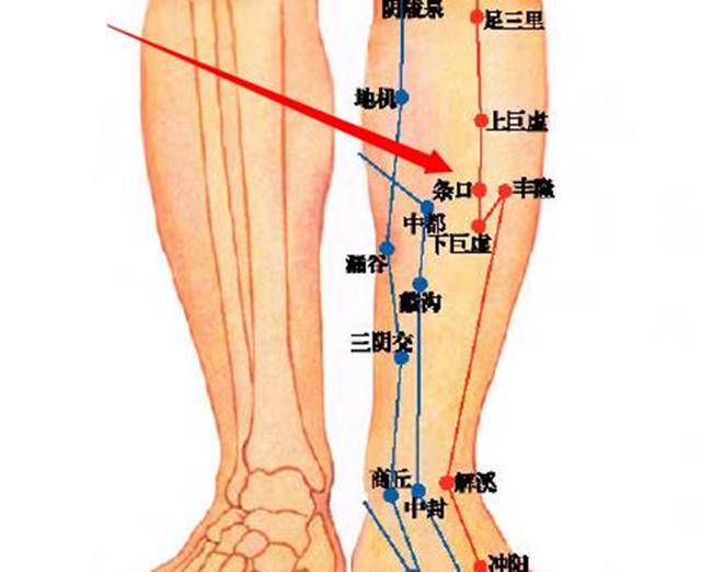 腿上穴位