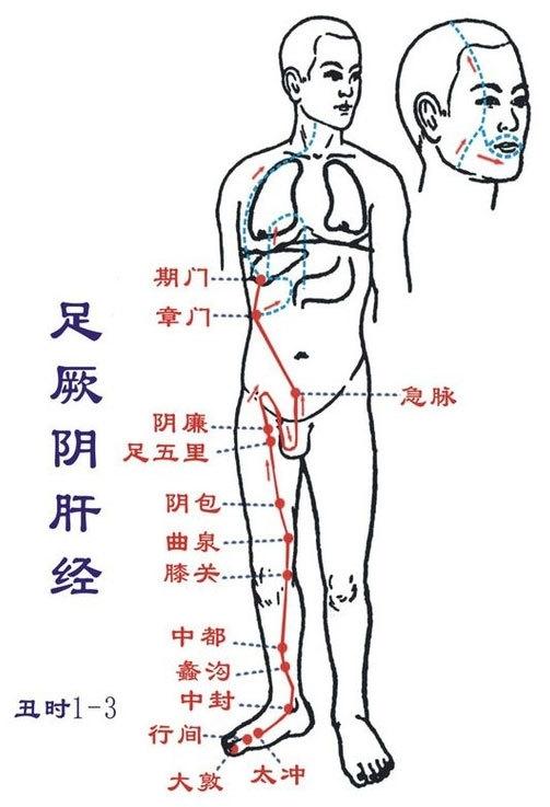 足厥阴肝经循行图