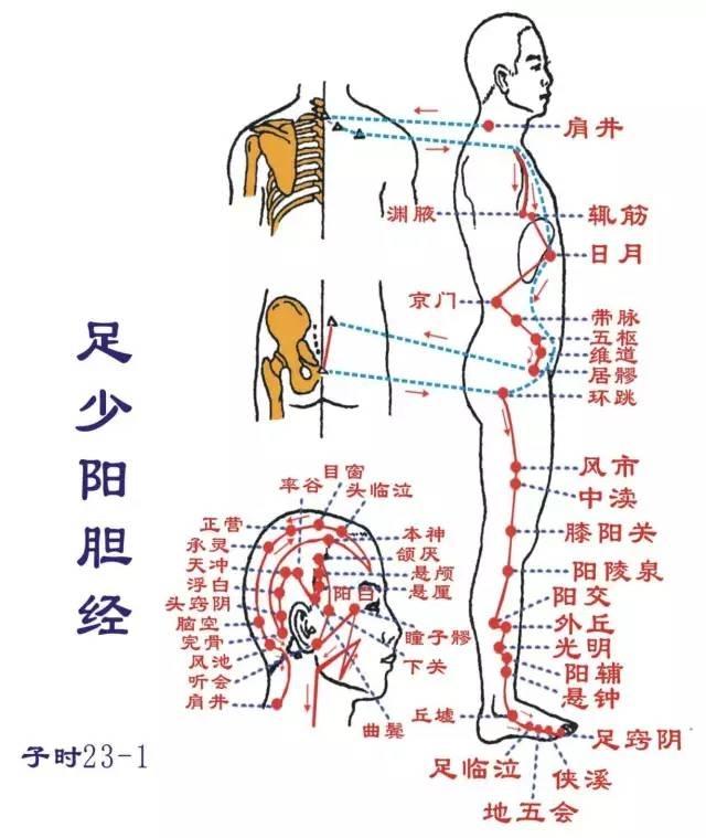 足少阳胆经循行图