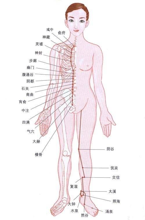 足少阴肾经循行图及穴位