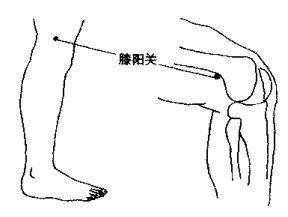 膝阳关穴的准确穴位图