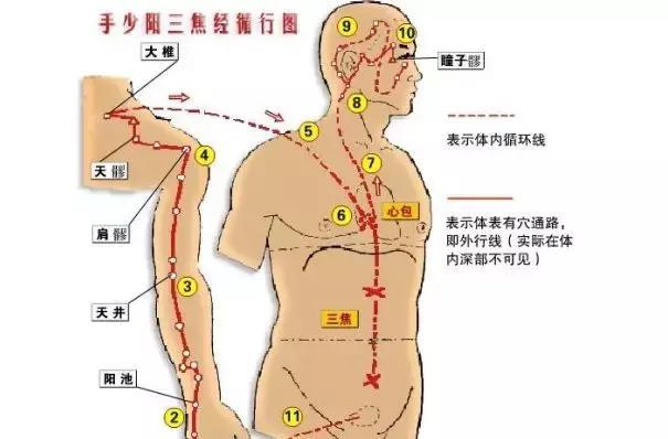 三焦经的作用